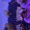Purple Candy Cane Coral Mini Colony - Image 2