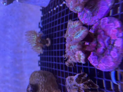 Purple Candy Cane Coral Mini Colony - Image 2