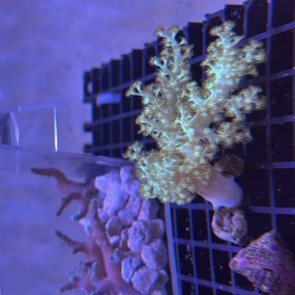 Green Nepthea Leather Frag