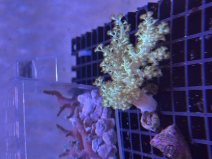 Green Nepthea Leather Frag