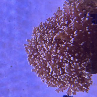Orange Frogspawn (Mini Colony)
