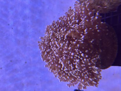 Orange Frogspawn (Mini Colony)