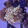 Golden Hammer Frags (Aquacultured)