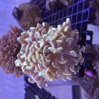 Golden Hammer Frags (Aquacultured)