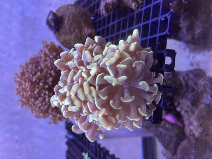 Golden Hammer Frags (Aquacultured)