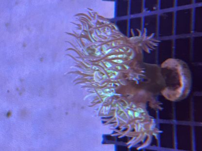 Duncan Coral Frags - Image 3