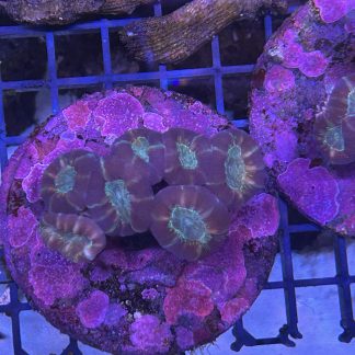 Purple Candy Cane Coral Mini Colony