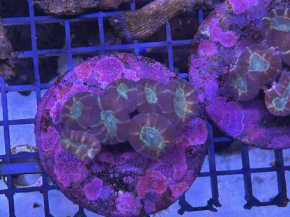 Purple Candy Cane Coral Mini Colony