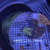 Green Nepthea Leather Frag - Image 2