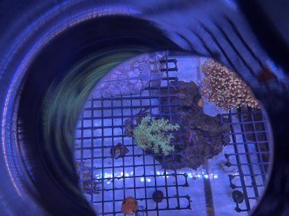 Green Nepthea Leather Frag - Image 2