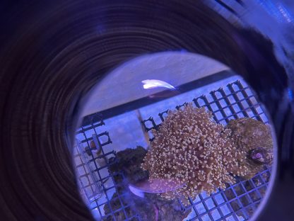 Orange Frogspawn (Mini Colony) - Image 2