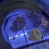 Golden Hammer Frags (Aquacultured) - Image 4