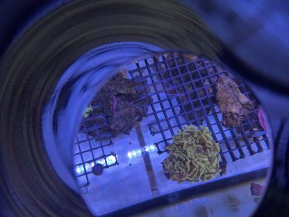 Golden Hammer Frags (Aquacultured) - Image 4