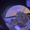 Green Candy Cane Colony - Image 2