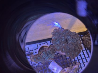 Green Candy Cane Colony - Image 2