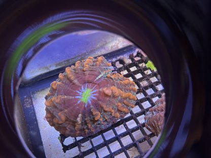 Red/Orange Cynarina - Image 6