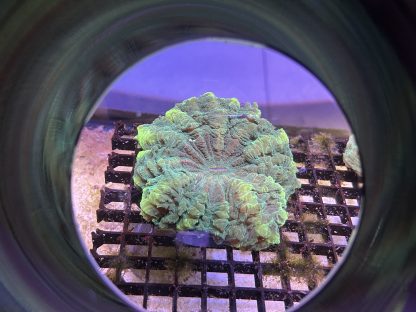 Green Acanthophyllia - Image 6