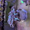 Green Candy Cane Colony - Image 3