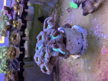 Green Candy Cane Colony - Image 3