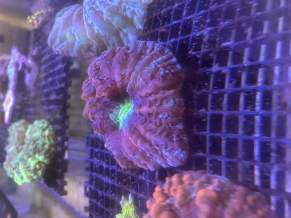 Red/Purple Cynarina - Image 2