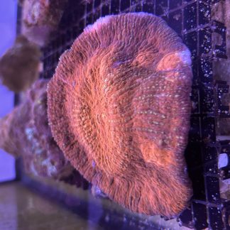 Red Australomussa