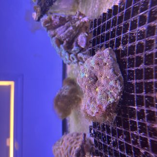 Multicolor Acan Echinata Colony