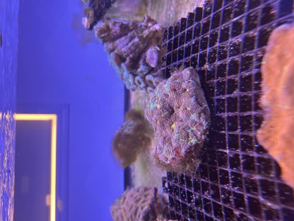 Multicolor Acan Echinata Colony