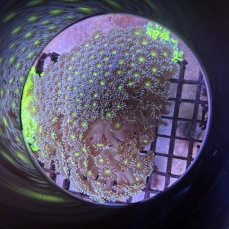 Yellow Center Goniopora Colony