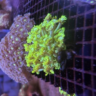 Bright Yellow Goniopora (Mini Colony)