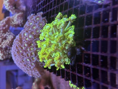 Bright Yellow Goniopora (Mini Colony)