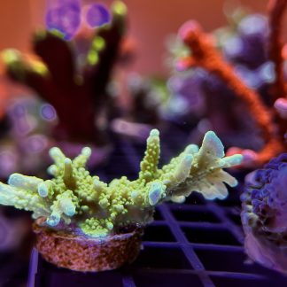 Green Elkhorn Montipora Stellata