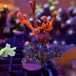 Blue Cali Tort Acropora