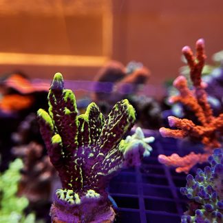 Green Montipora Spongodes