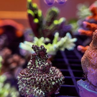 Acropora Millepora – Green & Plum