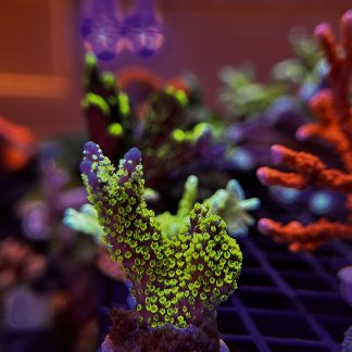 Montipora stellata – Green Polyp / Purple Base