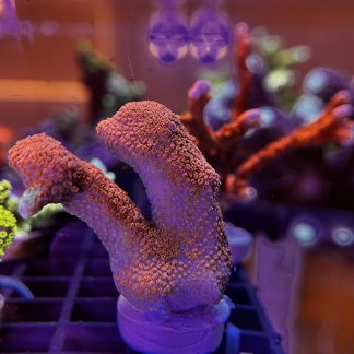 Red Montipora Digitata