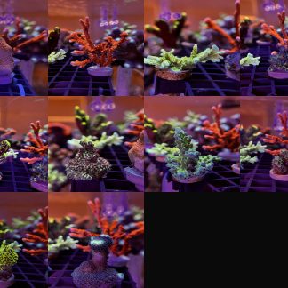 SPS Variety Frag Pack 1