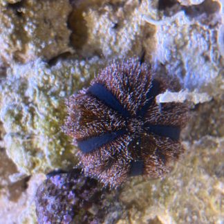 Pincushion Tuxedo Urchin (Blue)