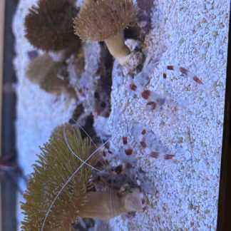 Coral Banded Shrimp