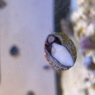 Trochus Snail