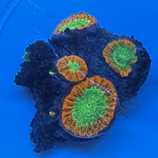 WYSIWYG Bright Red and Green Blastomussa Rock
