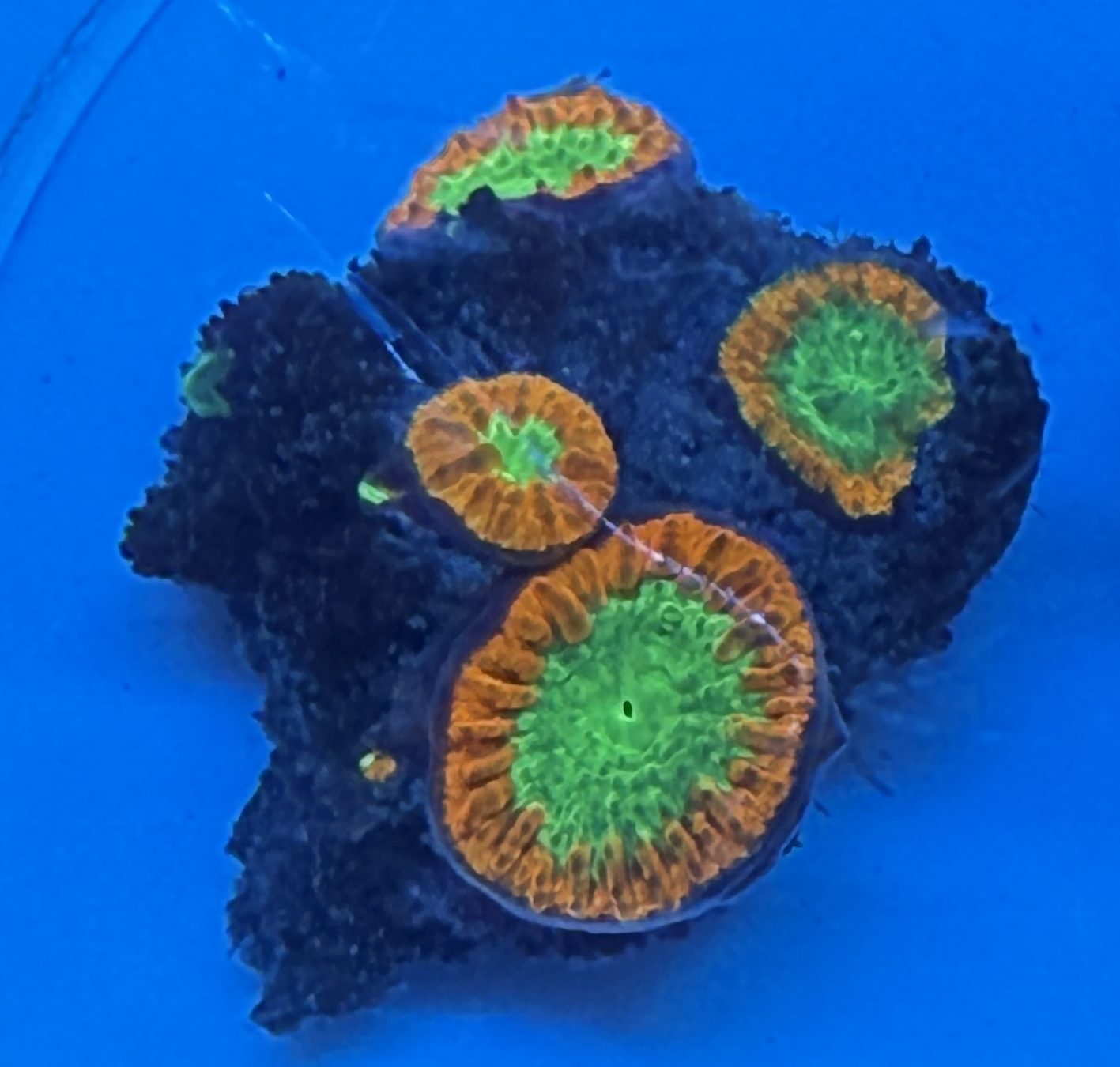 WYSIWYG Bright Red and Green Blastomussa Rock