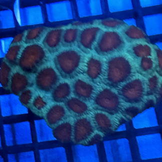 WYSIWYG Green and Red Maze Coral