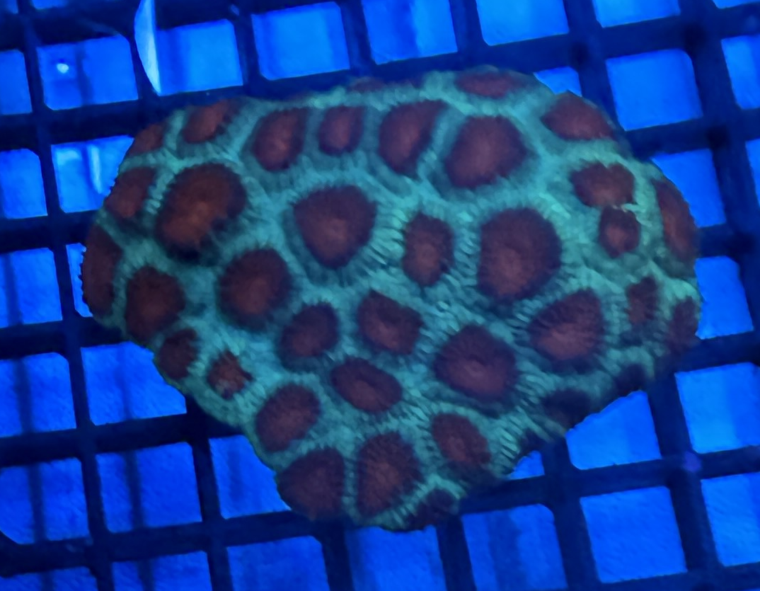 WYSIWYG Green and Red Maze Coral