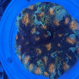 WYSIWYG Green Blue Orange Acan Echinata