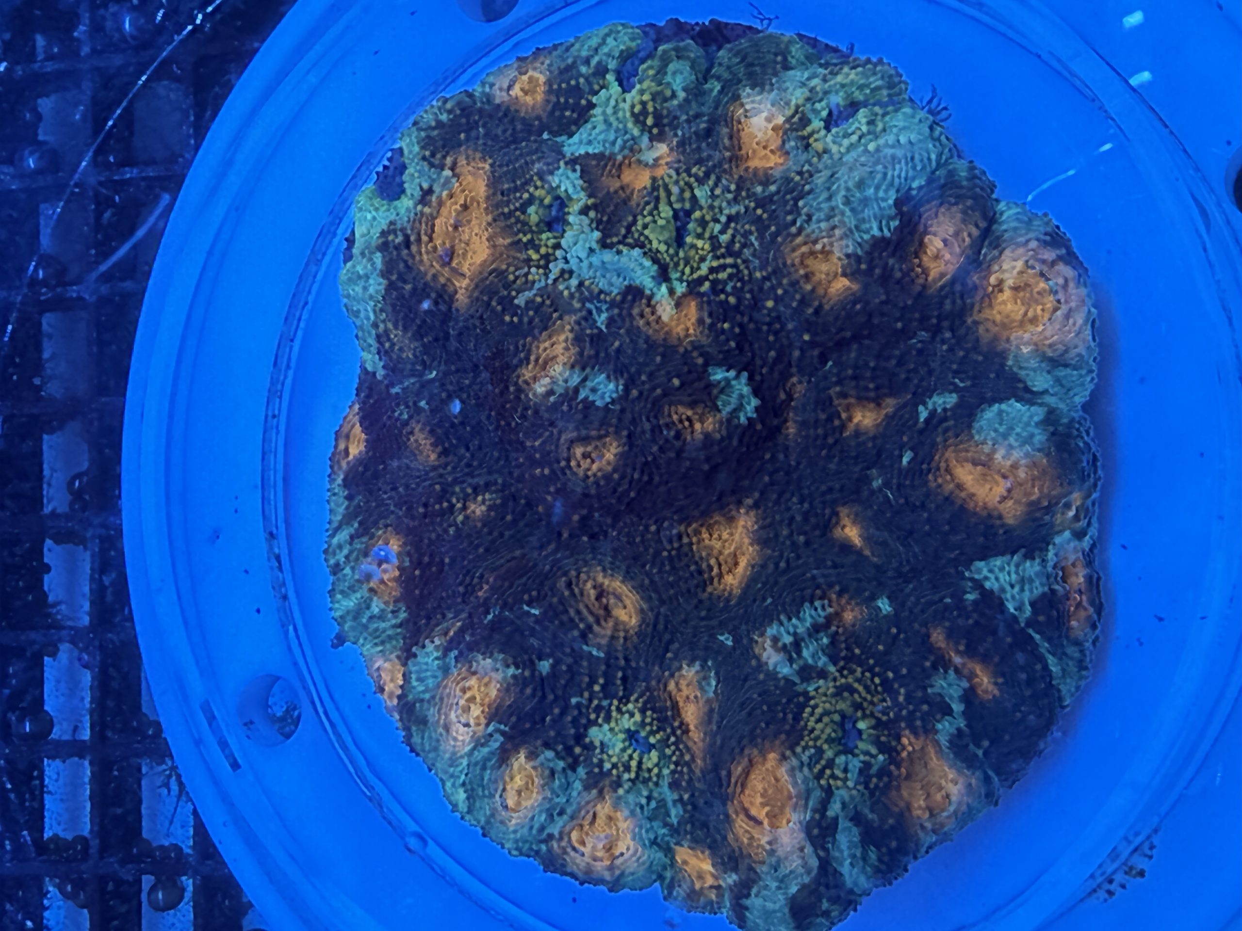 WYSIWYG Green Blue Orange Acan Echinata