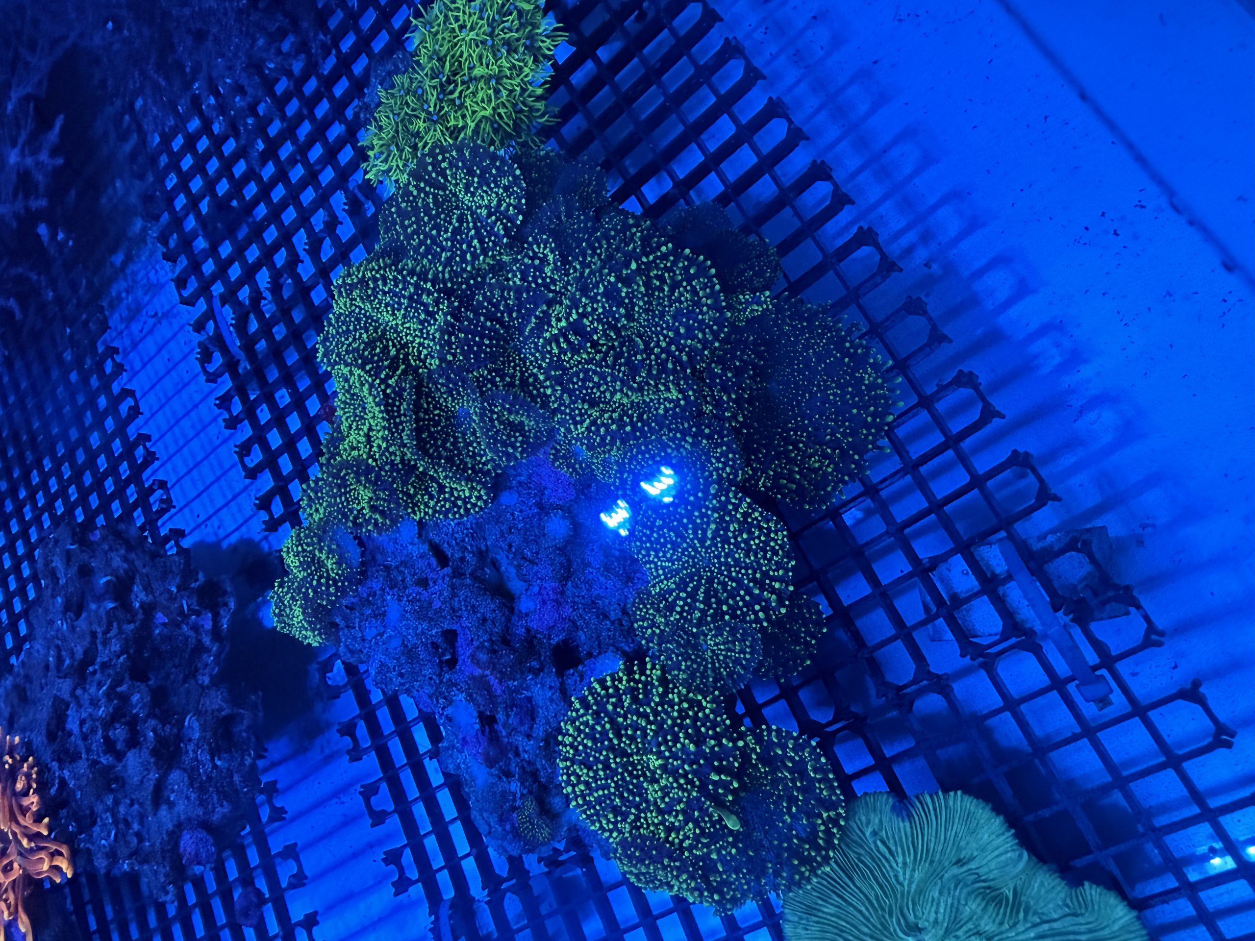 Green Hairy Mushroom