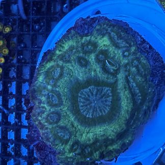WYSIWYG Green LPS Coral