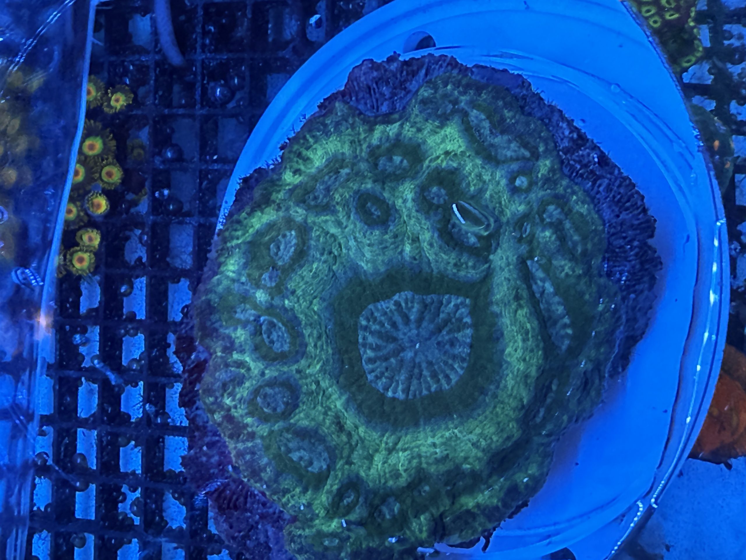 WYSIWYG Green LPS Coral
