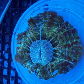 WYSIWYG Green Meat Coral (Acanthophyllia)